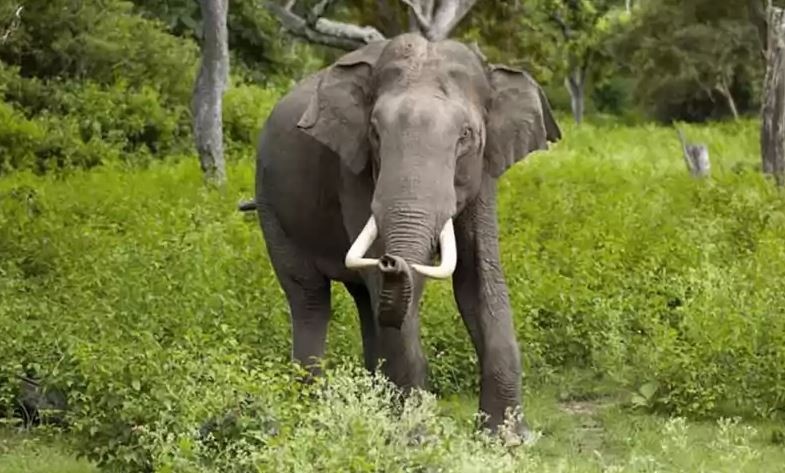कोशीमा दुई दशकमा हात्तीको आक्रमणबाट ९७ जनाको मृत्यु